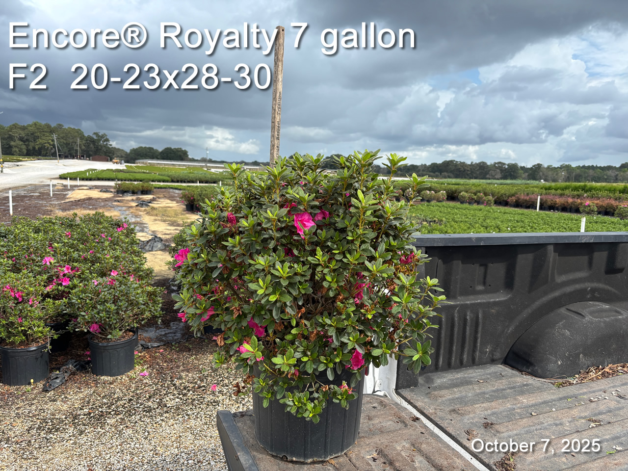 gallery/eroy7 f2 oct7.jpg